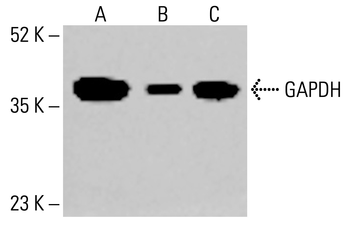 GAPDH Antibody (H-12) | SCBT - Santa Cruz Biotechnology GAPDH Antibody (H-12) | SCBT - Santa Cruz Biotechnology