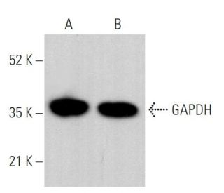 western blotting image from recommended GAPDH (0411) monoclonal antibody replacement. Image 379463
