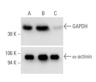 GAPDH siRNA (h): sc-35448. Western blot analysis of GAPDH expression in non-transfected (A), control siRNA-A transfected: 