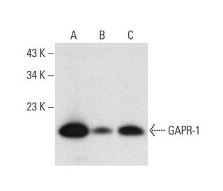 GAPR-1 Antibody (B-5) - Western Blotting - Image 308416 