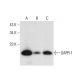 GAPR-1 Antibody (B-5) - Western Blotting - Image 308416 