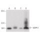 GAPR-1 Antibody (B-5) - Western Blotting - Image 399632
