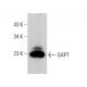 GAPT Antibody (B-6) - Western Blotting - Image 376385