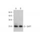 GAPT Antibody (B-6) - Western Blotting - Image 376389 