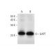 GAPT Antibody (H-8) - Western Blotting - Image 303475