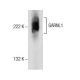 GARNL1 Antibody (F-1) - Western Blotting - Image 157567