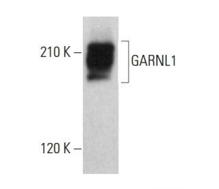 GARNL1 Antibody (F-1) - Western Blotting - Image 382629 