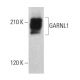 GARNL1 Antibody (F-1) - Western Blotting - Image 382629 