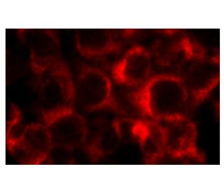 GART Antibody (D-4) - Immunofluorescence - Image 136134 