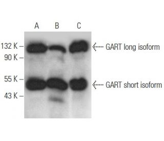 GART Antibody (G-5) - Western Blotting - Image 354411 