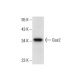 Gas2 Antibody (F-12) - Western Blotting - Image 308074 