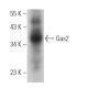 Gas2 Antibody (F-12) - Western Blotting - Image 367400