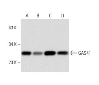 GAS41 Antibody (C-10) - Western Blotting - Image 297855 