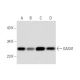 GAS41 Antibody (C-10) - Western Blotting - Image 297855 