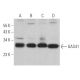 GAS41 Antibody (C-10) - Western Blotting - Image 367025