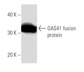 GAS41 Antibody (YEATB1A8) - Western Blotting - Image 16939 
