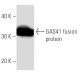 GAS41 Antibody (YEATB1A8) - Western Blotting - Image 16939 
