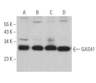 GAS41 Antibody (C-10) - Western Blotting - Image 367025Each CRISPR/Cas9 Knockout (KO) Plasmid product consists of a pool of 3 plasmids designed to ensure identification and cleavage of a specific gene for maximum knockout efficiency. Each plasmid encodes a unique 20 nt sequence derived from the GeCKO (v2) library.