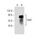 Gas6 Antibody (A-9) - Western Blotting - Image 153976