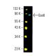 Gas6 Antibody (A-9) - Western Blotting - Image 395861 