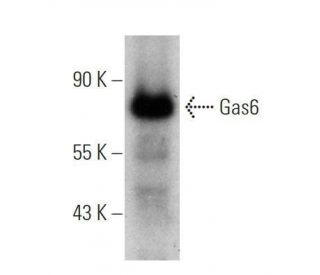 western blotting image from recommended Gas6 (A-9) monoclonal antibody replacement. Image 355243