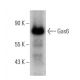 western blotting image from recommended Gas6 (A-9) monoclonal antibody replacement. Image 355243