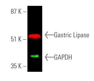 Gastric Lipase Antibody (B-2) - Western Blotting - Image 370653 