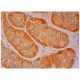 Gastric Lipase Antibody (E-10) - Immunohistochemistry - Image 304609