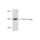 Gastric Lipase Antibody (E-10) - Western Blotting - Image 291053 