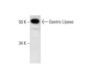 Gastric Lipase Antibody (H-1) - Western Blotting - Image 289638 