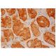 Gastric Lipase Antibody (H-8) - Immunohistochemistry - Image 302541 