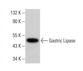Gastric Lipase Antibody (H-8) - Western Blotting - Image 382165 