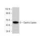 Gastric Lipase Antibody (H-8) - Western Blotting - Image 382165 