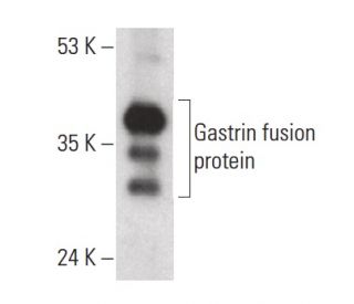 Gastrin Antibody (B-10) - Western Blotting - Image 399646 