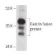 Gastrin Antibody (B-10) - Western Blotting - Image 399646 