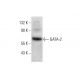 western blotting image from recommended GATA-2 (H-6) monoclonal antibody replacement. Image 351868