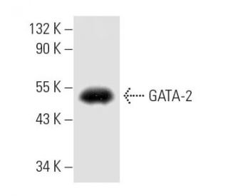 GATA-2 Antibody (CG2-96)