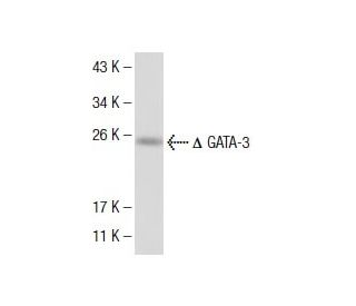 GATA3 Antibody (1A10D1) - Western Blotting - Image 137468