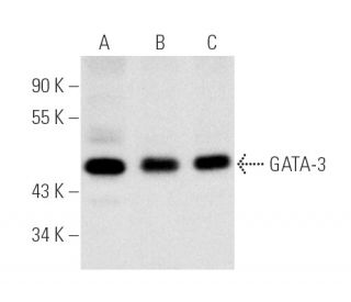 western blotting image from recommended GATA3 (HG3-31) monoclonal antibody replacement. Image 1175