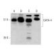 western blotting image from recommended GATA4 (G-4) monoclonal antibody replacement. Image 385201
