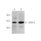 GATA-5 Antibody (A-3) - Western Blotting - Image 349278