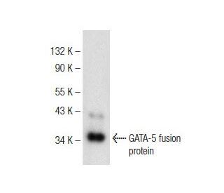 GATA-5 Antibody (E-8) - Western Blotting - Image 146453