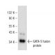 GATA-5 Antibody (E-8) - Western Blotting - Image 146453