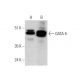 GATA-5 Antibody (H-6) - Western Blotting - Image 346461