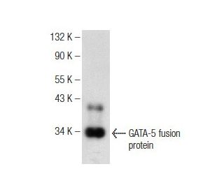 western blotting image from recommended GATA-5 (D-5) monoclonal antibody replacement. Image 146452