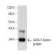 western blotting image from recommended GATA-5 (D-5) monoclonal antibody replacement. Image 146452