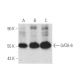 GATA-6 Antibody (3H3-H6-H11) - Western Blotting - Image 390990