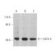 GATA-6 Antibody (F-3) - Western Blotting - Image 390347