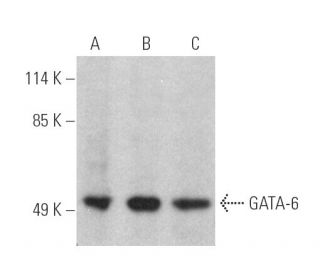 GATA-6 Antibody (F-3) - Western Blotting - Image 390347 