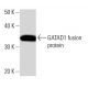 GATAD1 Antibody (GATA9A1D3) - Western Blotting - Image 16662